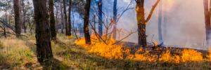 How BC Wildfires Affect your Insurance